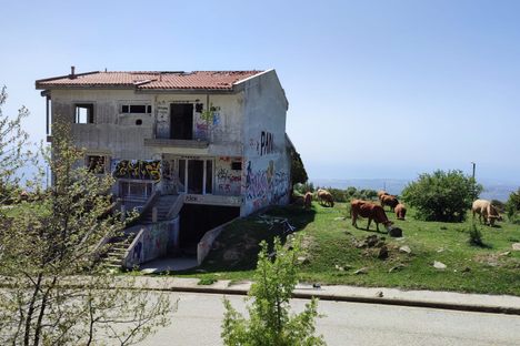 Cows have taken over the non-town
