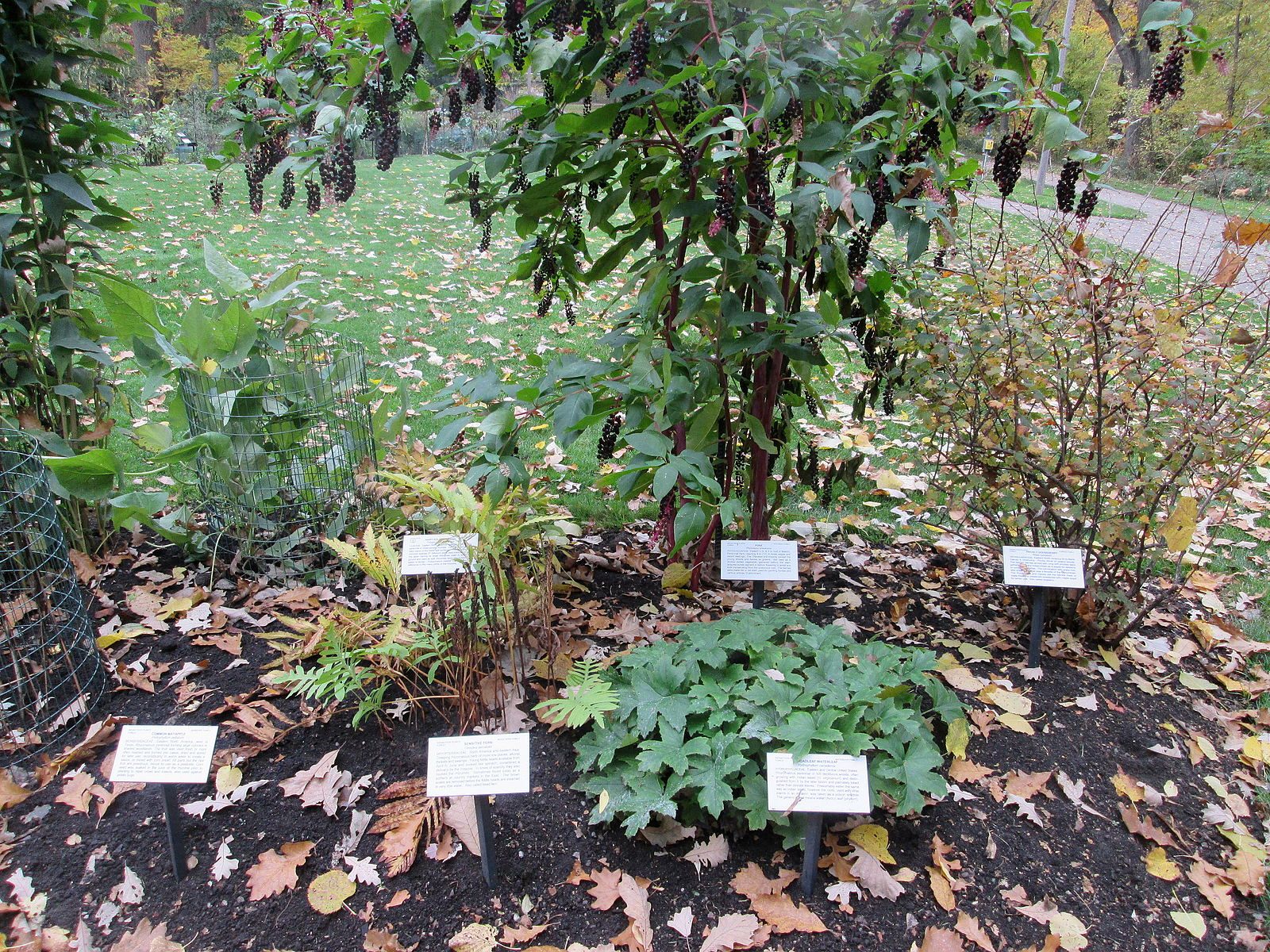 Labeled plants at the WJ Beal Botanical Garden. Somewhere nearby, the bottled seeds slumber underground. 