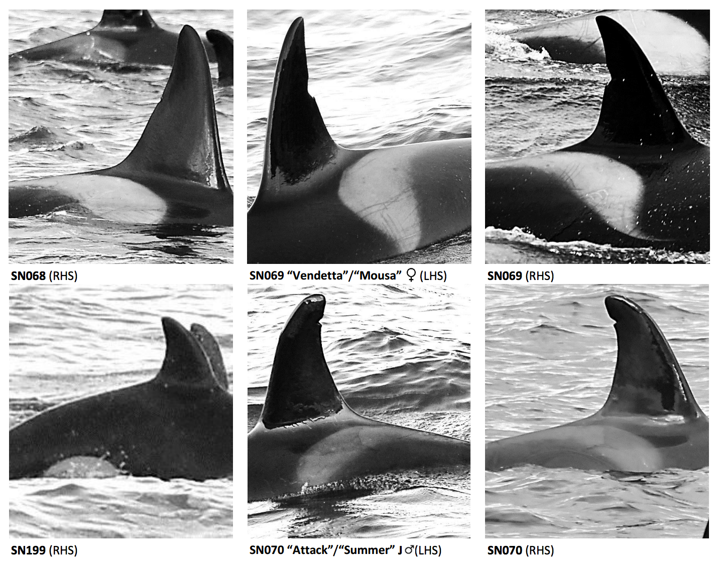 Paging Through the World's Handy, Adorable Orca Catalogs - Atlas Obscura