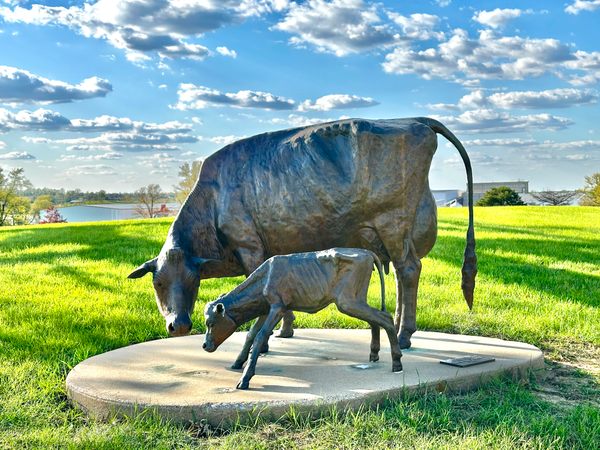 Butter Cow Statue in Toledo, Iowa