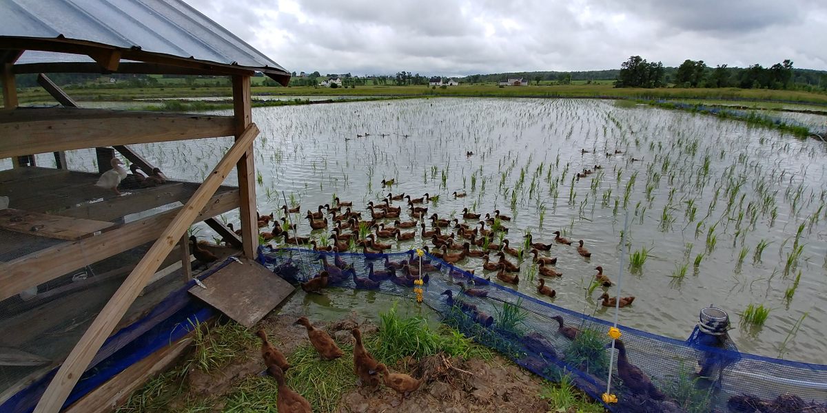 The Duck Brigade Behind a Farmer's Plentiful Rice Harvest - Gastro Obscura