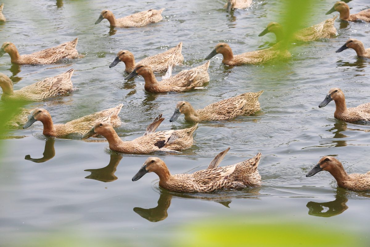 Female Gaoyou ducks are a sleek, mottled brown.