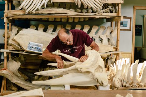How Whopping Whale Skeletons Come to Life at 'Bonehenge'