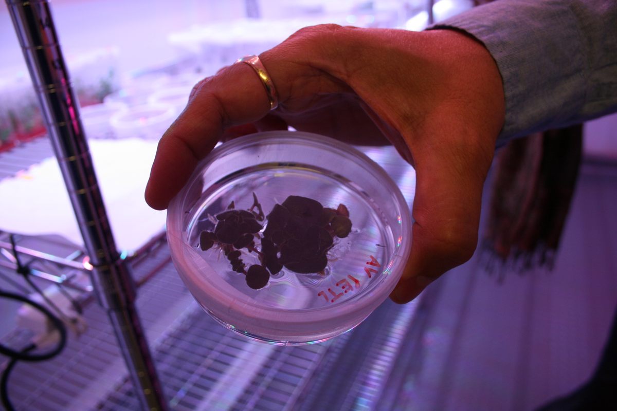 An African violet growing in a petri dish.