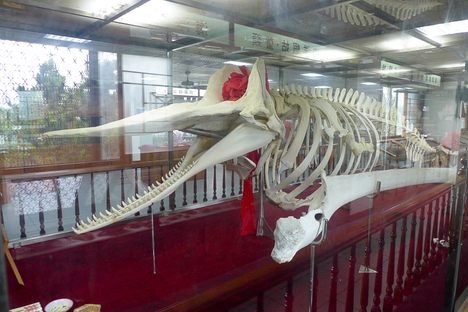 Sperm Whale Skeleton