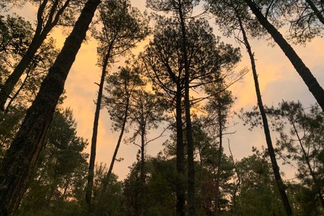 The forests of Cherán, an autonomous, remote region in Mexico, at sunset.