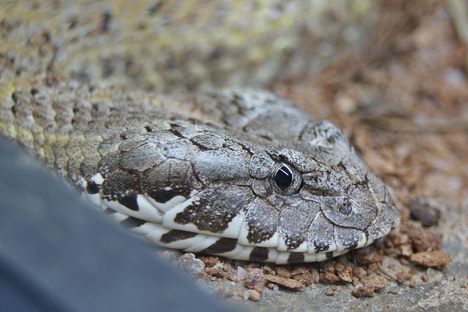 Death adders, including Acanthophis praelongus, can deliver lethal venom. Someone who is allergic to one type of snake is also likely to be allergic to another.