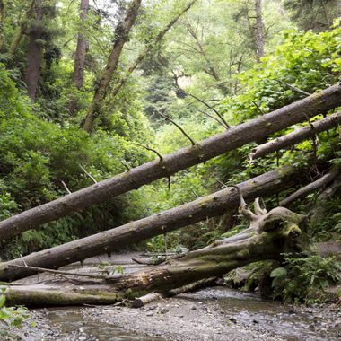 Fern Canyon at Prairie Creek Redwoods State Park