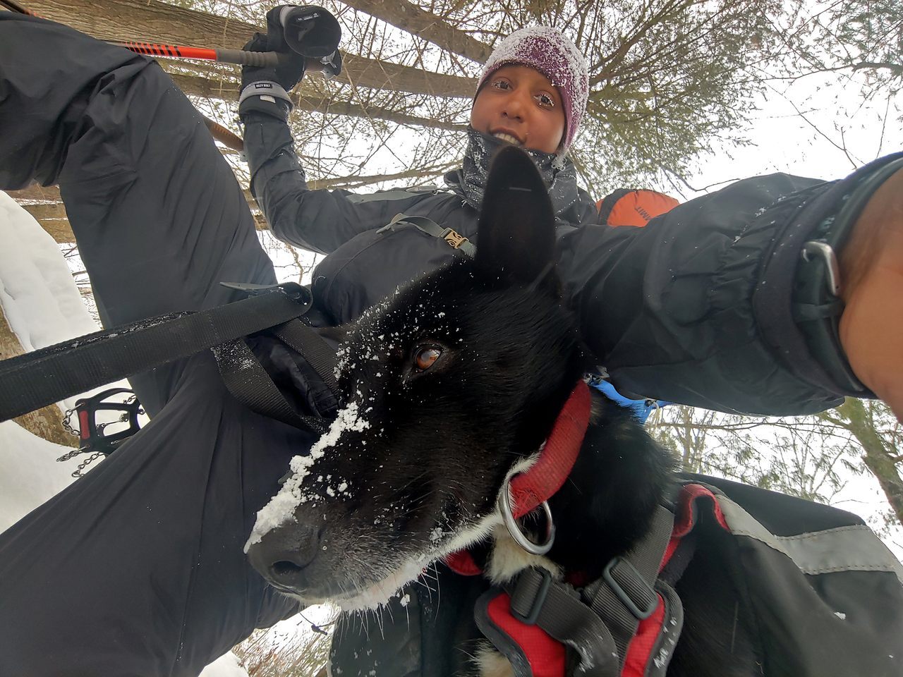 Hiker Emily Ford borrowed her friend's dog, a retired sled dog named Diggins, on her grueling hike on Wisconsin's Ice Age Trail.