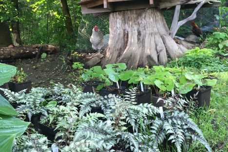The chickens house. 