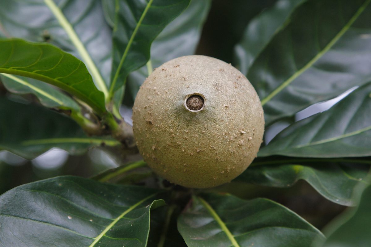 A singular <em>jenipapo</em>berry.