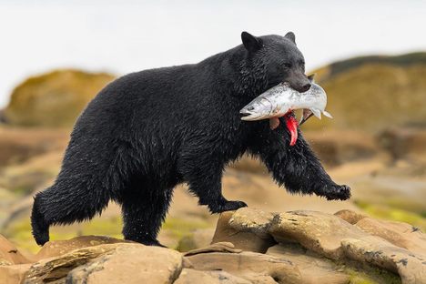 As omnivores, bear meat and fat typically take on the flavor of their diet.