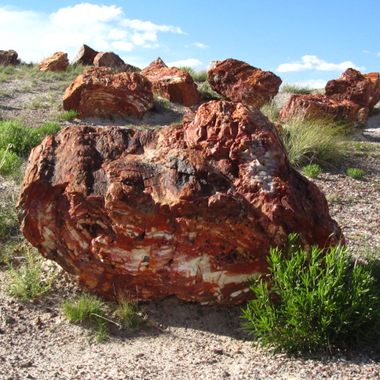 Petrified Wood