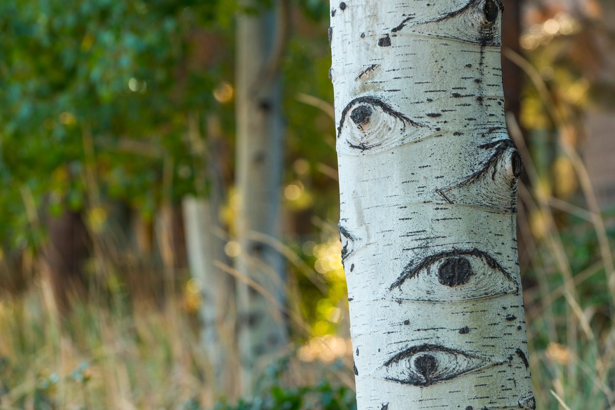 Tree Eye Level Tree Eyes Can Help Us Find Our Way