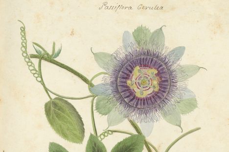 Hand-drawn illustration of a blue passionflower.  