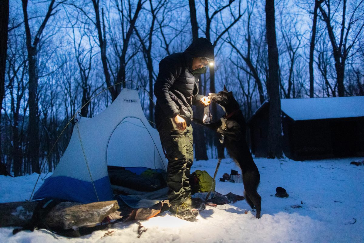 An active wolf hunt was organized after Ford and Diggins were already on the trail.