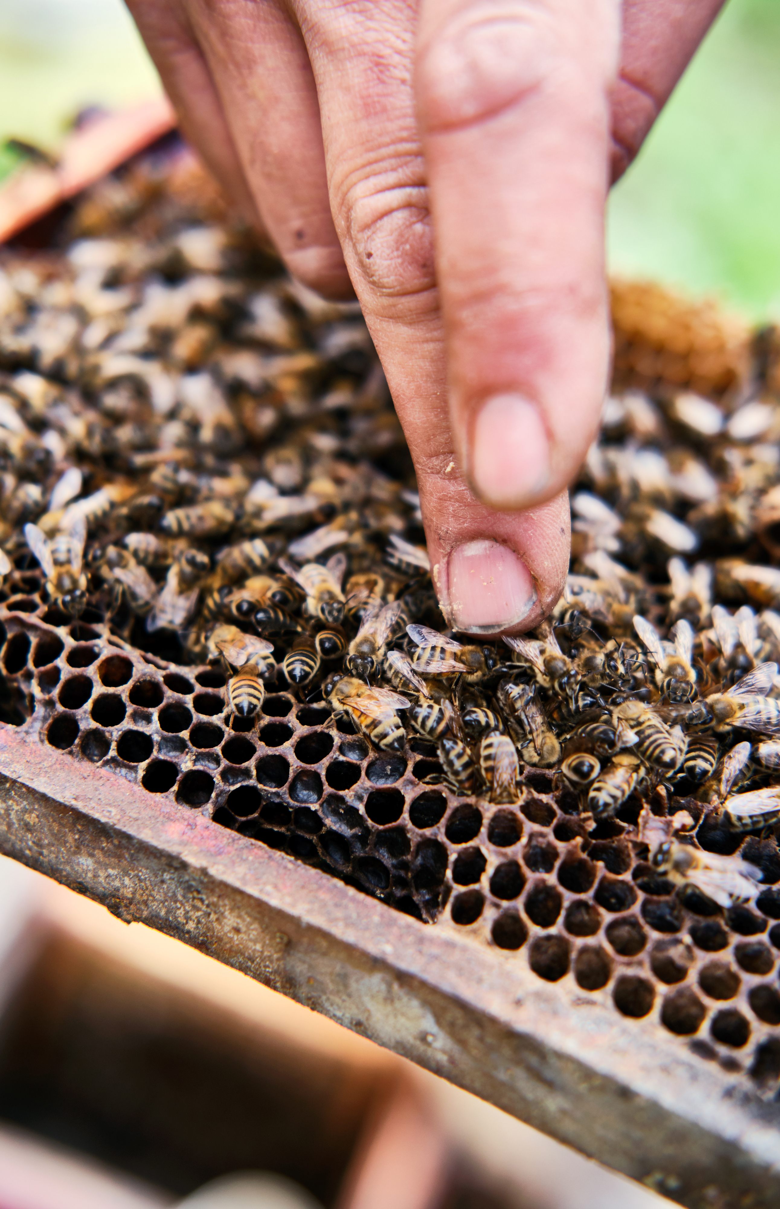 Honey Vibrating Honeycomb Bee Remove Tools Bee Shaking Off Machine Bee-keeping 
