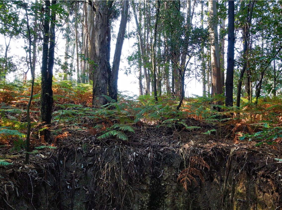 Three years later, native vegetation returns to the C.H.Z. set.
