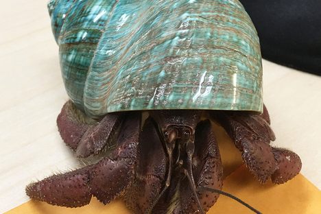 The 40-Year-Old Hermit Crab