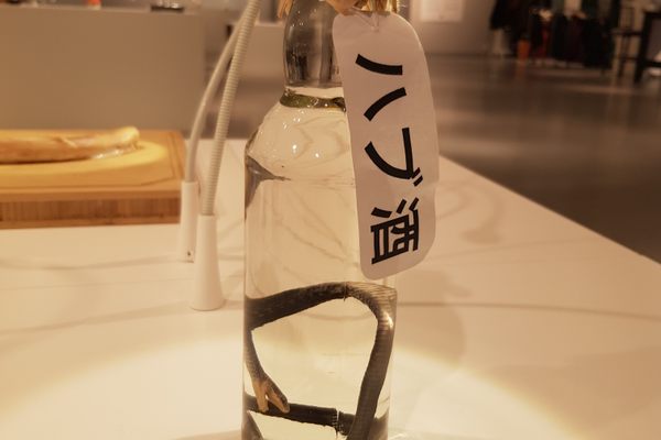 Habushu (Japanese snake wine)