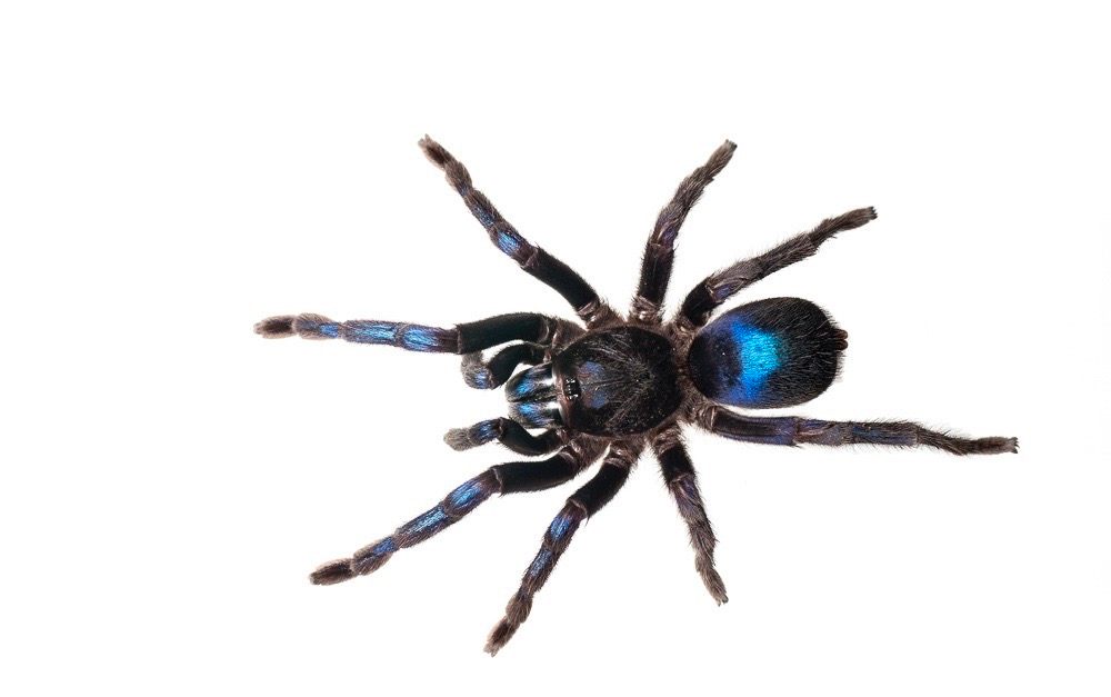 baby cobalt blue tarantula