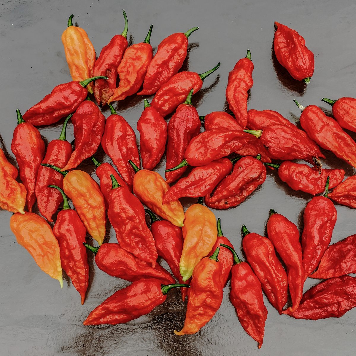 Ghost peppers, some of the hottest peppers on earth.