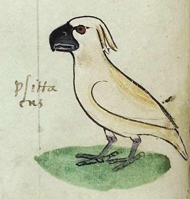 A 13th-century image of a cockatoo, from an Italian book.