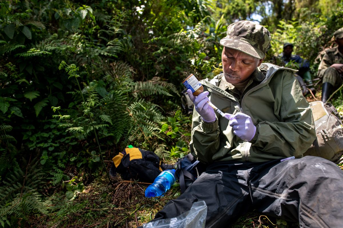 Dr. Noel preps a dart to administer medication to a wild mountain gorilla.