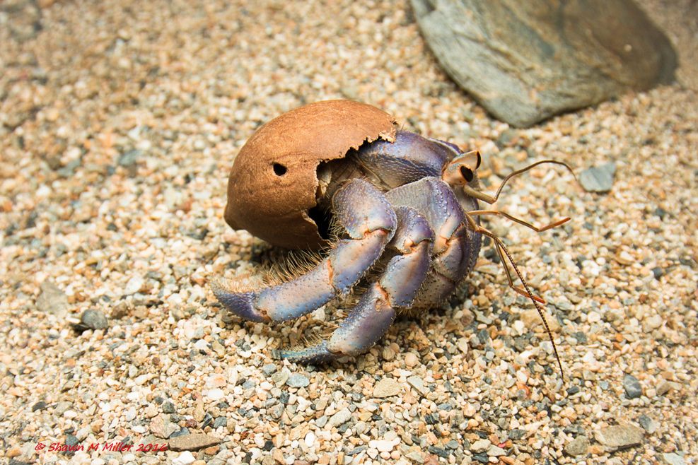 cute hermit crab shells