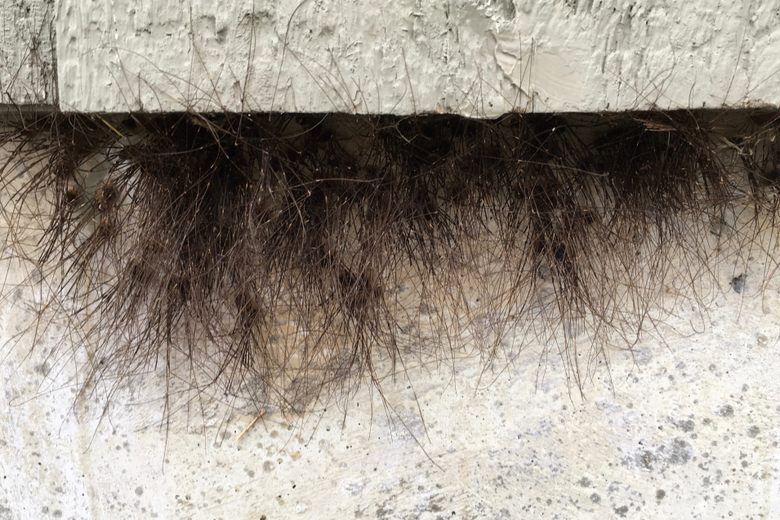 Did This Building Grow a Beard? Nope. Those Are Legs. - The New York Times