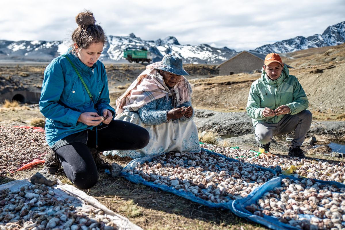 Chef Taha sorting freeze-dried potatoes in the high Andes, an ancient practice still carried on today.