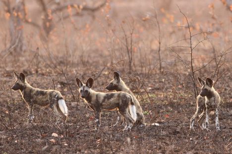 An African wild dog pack at uMkhuze Game Reserve, KwaZulu-Natal, South Africa.