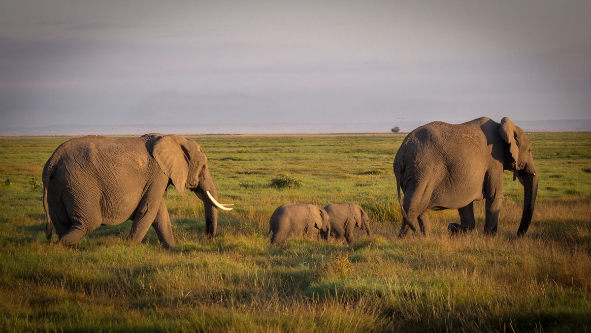 Many experts say regulating mammoth ivory won't stop poaching.