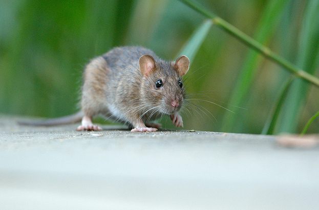 A brown rat in Paris.