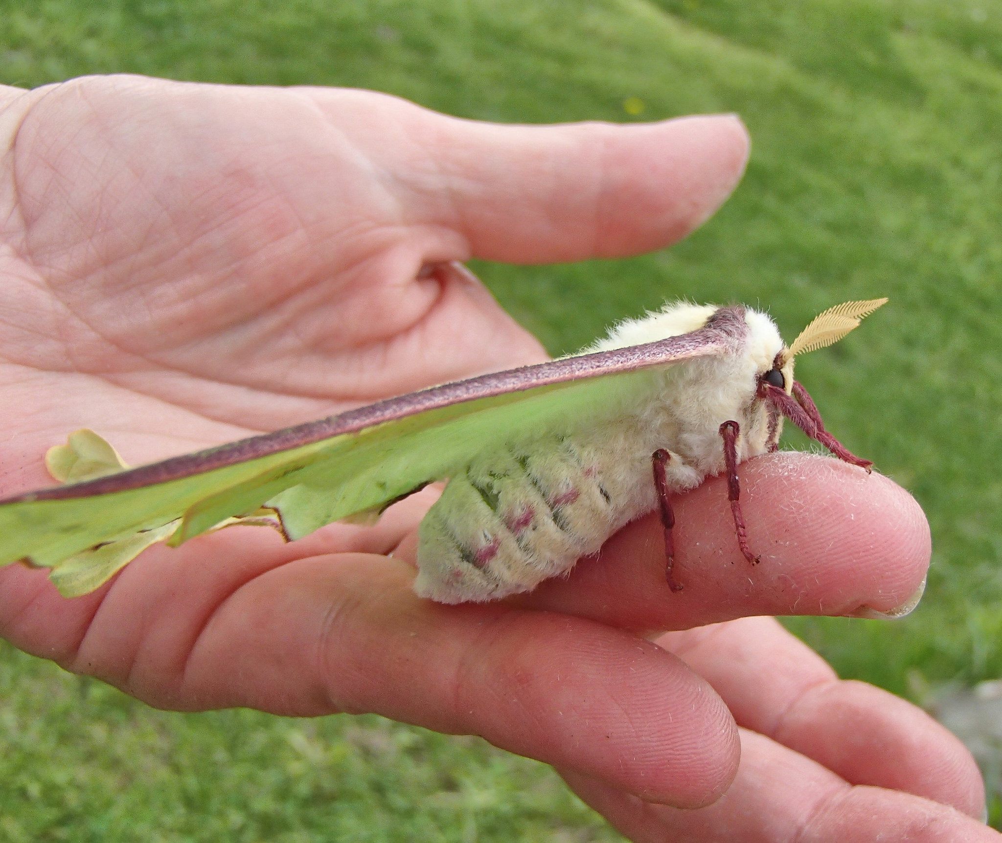 largest insects