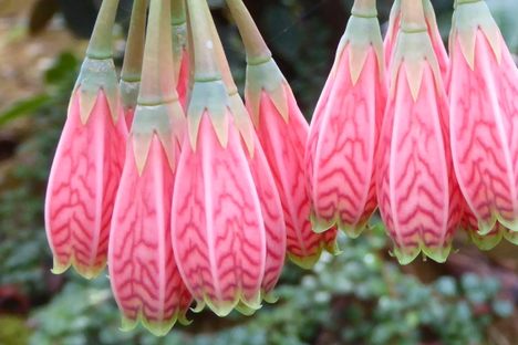 Agapetes miniata