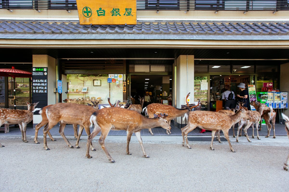 A herd of deer strolls past a shop in Nara.