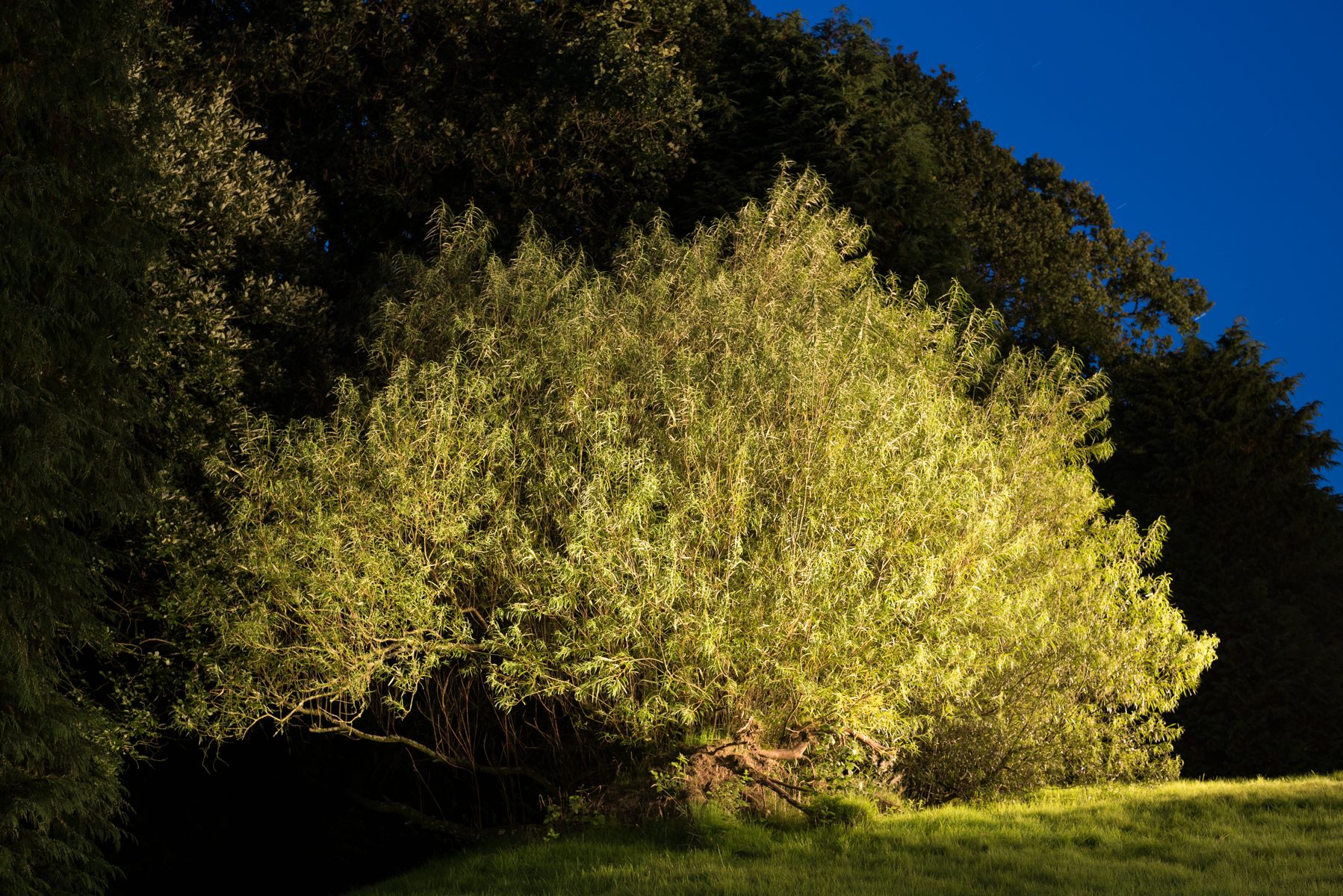 "Napoleon's Tree," grown from a cutting from the military leader's favorite weeping willow, is a contender for Scotland's Tree of the Year.