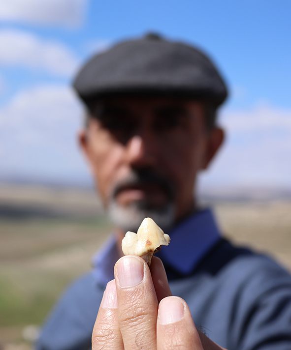 A Pleistocene carnivore molar, also found in the Iranian cave.