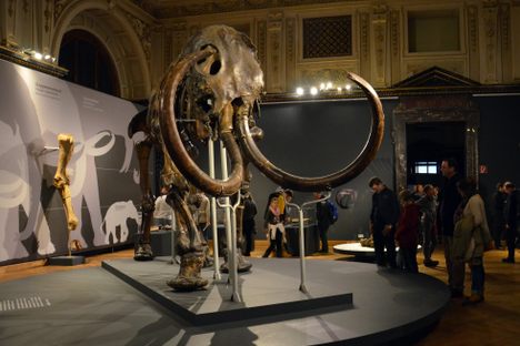 A woolly mammoth on display at the Natural History Museum, Vienna.