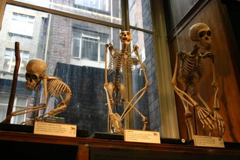 Primate specimens at London's Grant Museum of Zoology.