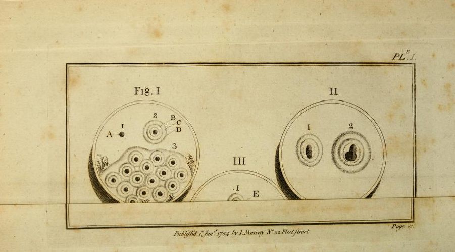 From Spallanzani's <em>Dissertations relative to the natural history of animals and vegetables</em>, 1789.