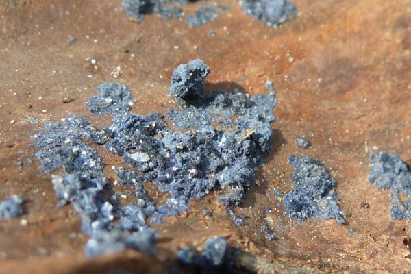A close up of the mineral vivianite on a piece of bone. 