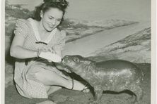 This pygmy hippo at the 1939 World's Fair Firestone exhibit was probably Gumdrop I, Billy's first surviving calf.