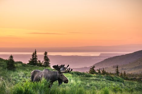 Moose are frequently spotted around Flattop Mountain and the Glen Alps Trailhead.