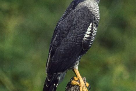 Be prepared to see birds of prey like this Barred Forest Falcon above the reserve’s trails.