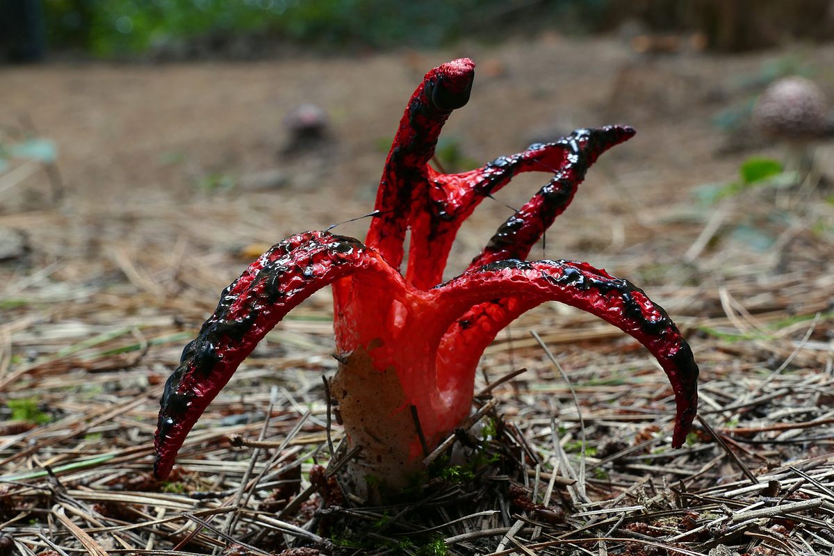 <em>Clathrus archeri</em>, also known as octopus stinkhorn, is commonly called Devil's Fingers.