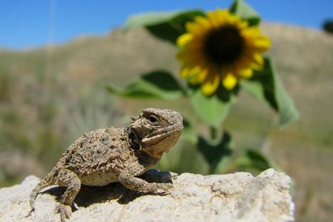 The Ballad of Ol' Rip, the Horny Toad That Wouldn't Die