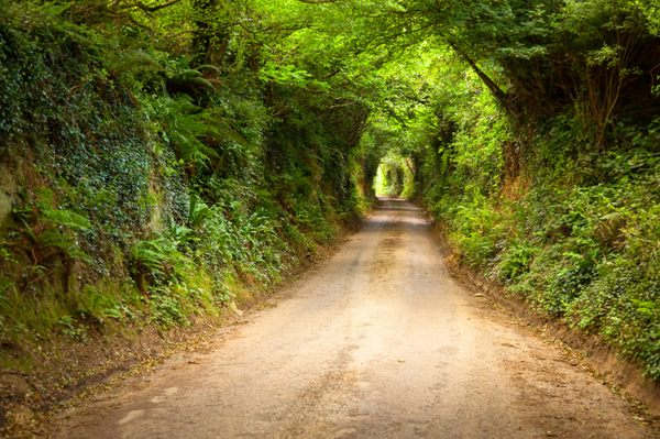 An overgrown sunken road/green way in Symondsbury, Dorset.