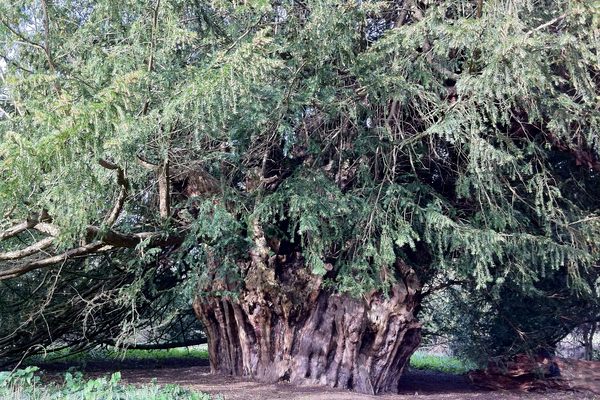 Ankerwycke Yew